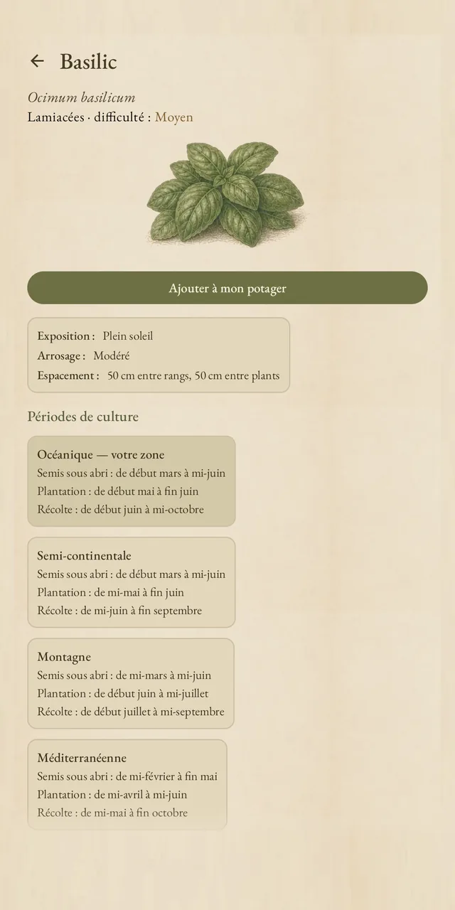 Fiche du basilic : périodes par zone climatique, conseils de culture et associations
