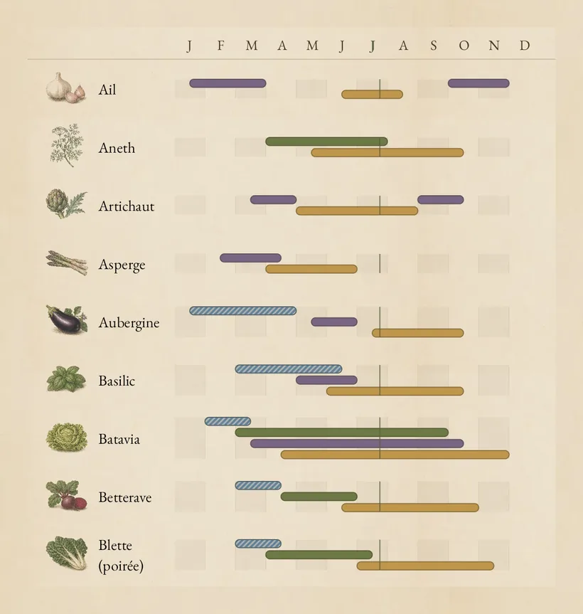 Détail du calendrier annuel : lignes de légumes avec leurs illustrations et les barres de semis, plantation et récolte
